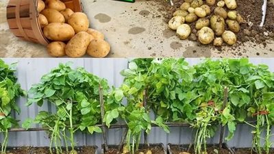 كيفية زراعة البطاطس في المنزل؟