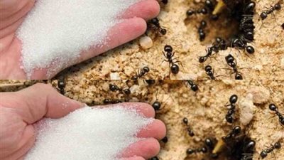 أحدث الطرق للتخلص من النمل في المنزل