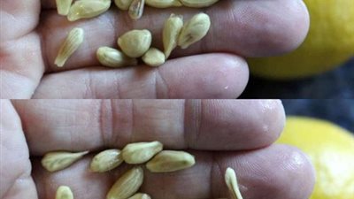 كيفية زراعة الليمون في المنزل خطوة بخطوة