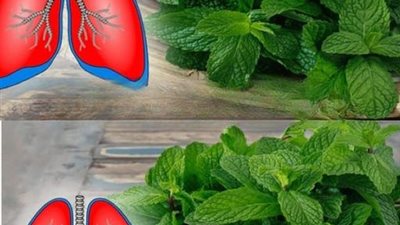 تقوية المناعة بالأعشاب “مضادة للفيروسات وتكافح العدوى”