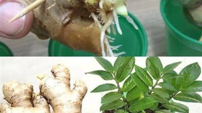زراعة الزنجبيل في منزلك أصبح سهل ومضمون النمو بالصور