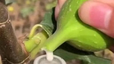 فوائد لبن التين