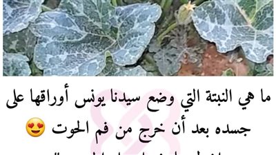 النبتة التي وضعها يونس 