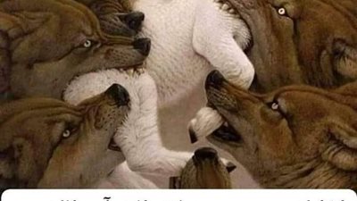 قيل كان راعى غنم سليمان كامله