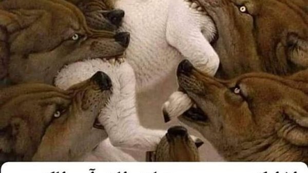 موقع أيام نيوز