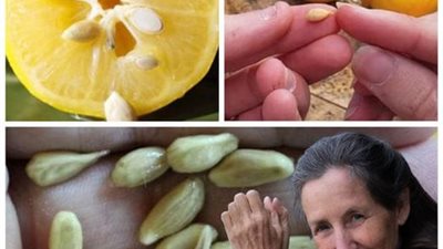 زراعة الليمون منزليا خطوة بخطوة بطريقة سهلة وسريعة