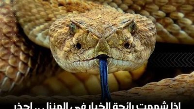 الافعي 