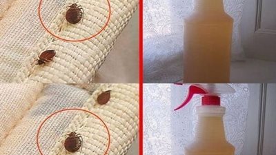 خدع سهلة وبسيطة للتخلص من بق الفراش