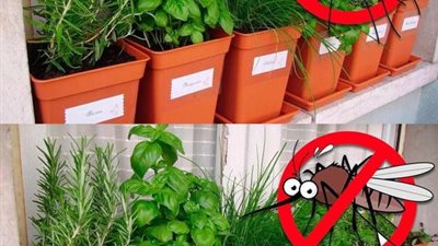 نباتات تطرد العنكبوت والحشرات من المنزل