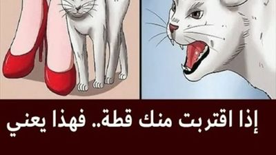 إذا اقـتربت منك قطة فهناك 3 رسائل من الله لك (تعرف عليهم)