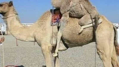 القعود الجمل