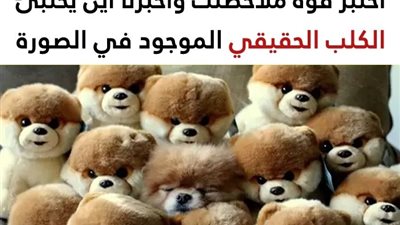 اختبر قوة ملاحظتك عبر ملاحظة الشيء الغريب والمختلف في هذه الصور الـ 10