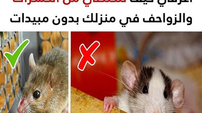 كيفية التخلص من الحشرات والزواحف في منزلك بطريقة آمنة بدون رش مبيدات حشرية
