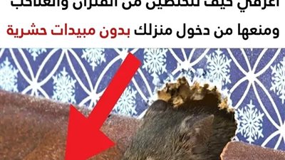 كيفية التخلص من الفئران والعناكب ومنعها من دخول منزلك بدون استخدام مبيدات حشرية