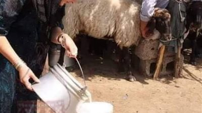 قصة_العيش_والملح