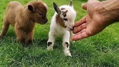 قصه حق المعزه كامله