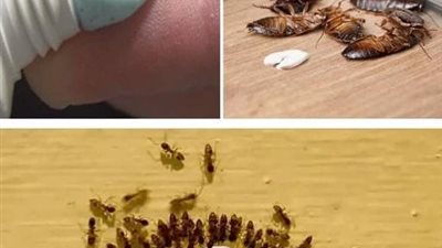 أفضل الخلطات للتخلص من النمل والصراصير والناموس نهائياً