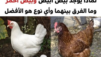 هذا هو الفرق بين البيض الأبيض والبيض البني وما هو النوع الأفضل لصحتنا