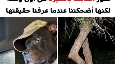 +10 صور لمواقف أصابتنا بالحيرة من أول وهلة لكنها أضحكتنا عندما اكتشفنا حقيقتها