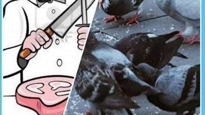لماذا لا يؤخذ بشهادة مربي الحمام؟..مفاجأة