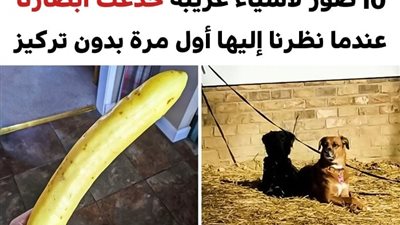 +10 صور لأشياء غريبة خدعت أبصارنا عندما نظرنا إليها أول مرة