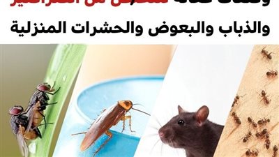 10 وصفات فعّالة للتخلص من الحشرات المنزلية بطريقة صديقة لصحة أسرتك