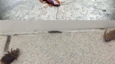 أفضل الخلطات للتخلص من النمل والصراصير والناموس نهائياً