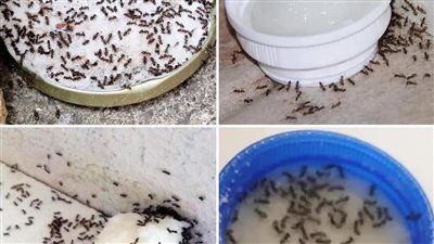 أحدث الطرق للتخلص من النمل في المنزل