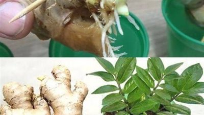 زراعة الزنجبيل في منزلك أصبح سهل ومضمون النمو بالصور