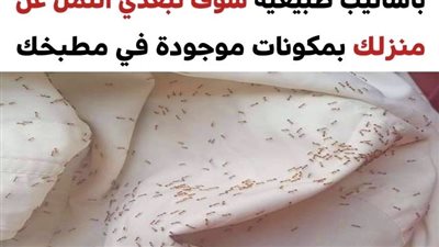 5 أساليب فعّالة لإبقاء النمل بعيداً عن منزلك بدون استخدام المبيدات الحشرية