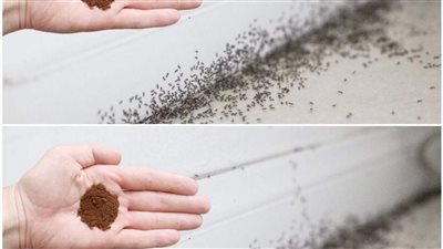 أحدث الطرق للتخلص من النمل في المنزل