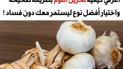  كيفية تخزين الثوم بطريقة صحيحة واختيار الثوم الأفضل للتخزين – دليل شامل