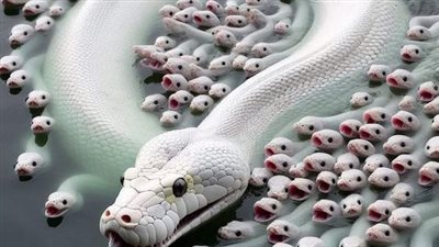  قصه الافعى واختفاء بيضها في البيت