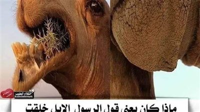هل الجمل خلق من الجن؟
