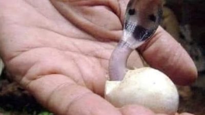 قصه امرأة عثرت على ثعبان كامله