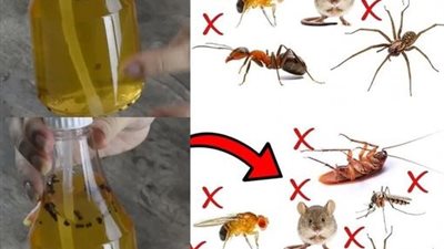 أفضل الخلطات للتخلص من النمل والصراصير والناموس نهائياً