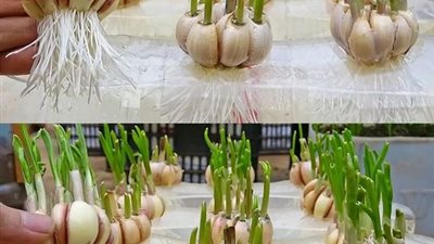 زراعة الثوم داخل المنزل بالصور لن تحتاج لشراءه بعد اليوم