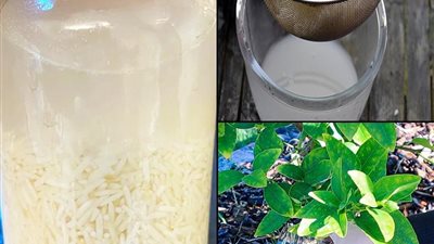 فوائد ماء الأرز للبشرة والشعر